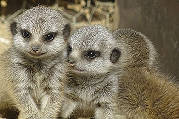 Picture of Meerkat Encounter for Two in Lincolnshire