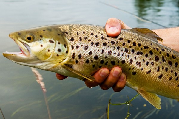 Image of Introduction to Trout Fly Fishing Experience for One