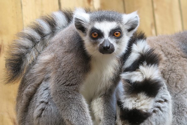 Picture of Meet the Lemurs Experience for Two at Ventura Wildlife Park