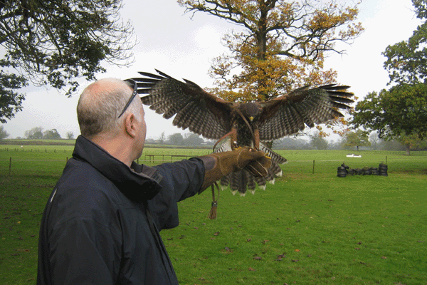 Picture of Bird of Prey Day UK Wide