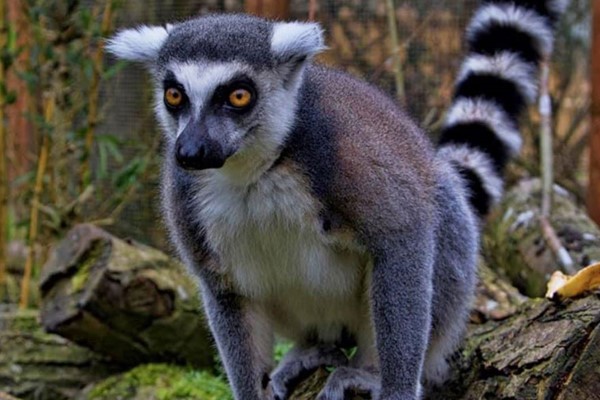 Picture of Exotic Zoo Entry and a 30 Minute Lemur Experience for Two