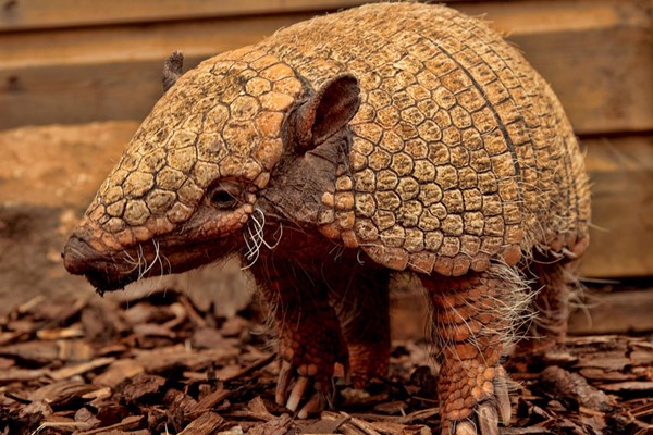 Picture of Exotic Zoo Entry and a 30 Minute Armadillo Experience for Two