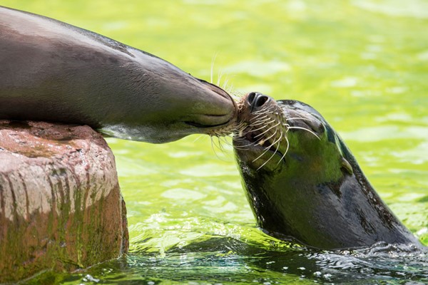 Picture of Welsh Mountain Zoo Entry and California Sea Lion Experience for Two
