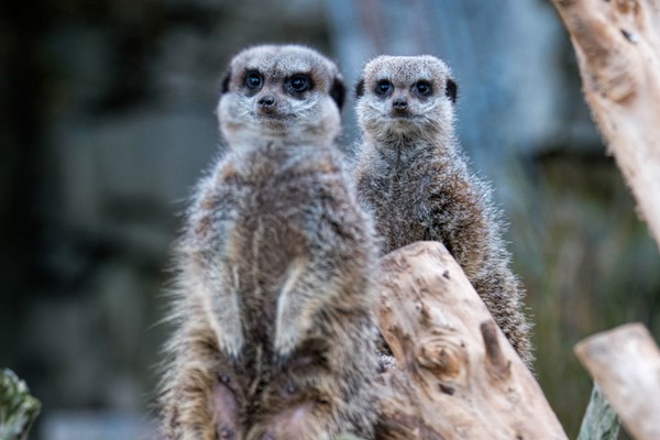 Image of Welsh Mountain Zoo Entry and Meerkat Experience for Two