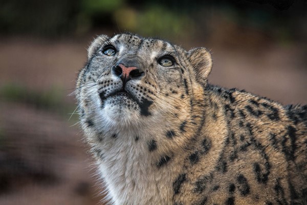 Picture of Welsh Mountain Zoo Entry and Snow Leopard Experience for Two