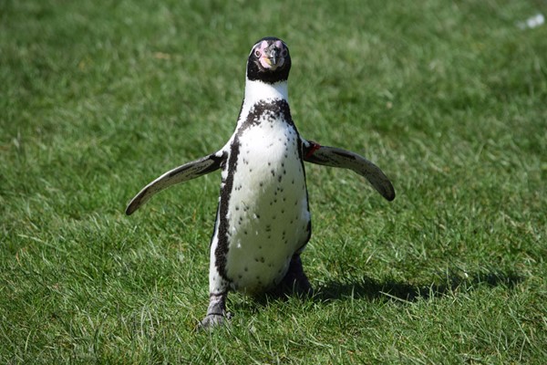 Image of Welsh Mountain Zoo Entry and Humboldt Penguin Experience for Two