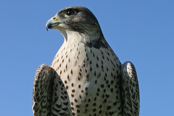 Picture of Half Day Falconry Experience at Hilltop Birds of Prey for Two
