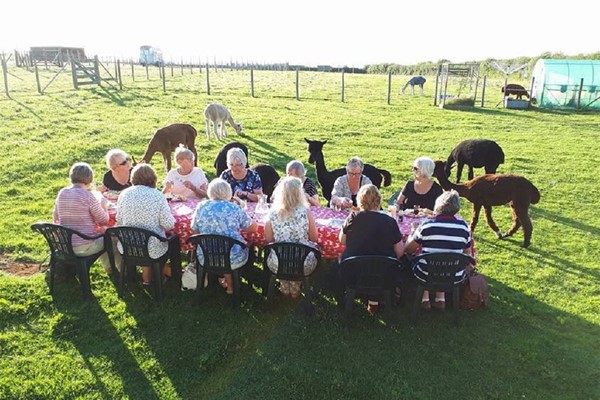 Picture of Family Cream Tea with Alpacas