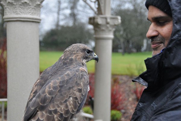 Picture of 3 Hour Birds of Prey Day - Special Offer