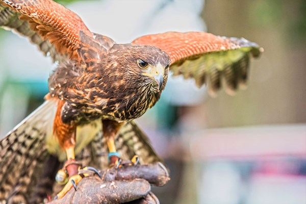 Picture of Two Hour Birds of Prey Experience for One at CJ's Birds of Prey