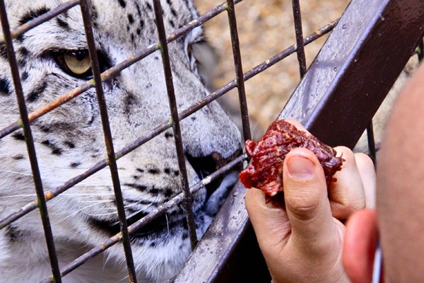 Picture of Feed Big Cats by Hand Experience at Paradise Wildlife Park