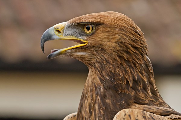 Image of Half Day Falconry Experience for Two