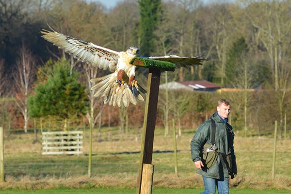 Image of Hawk Walk and Flying Experience for Two at Willows Bird of Prey Centre