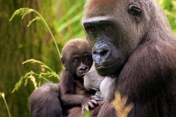 Picture of Family Entry to ZSL London Zoo