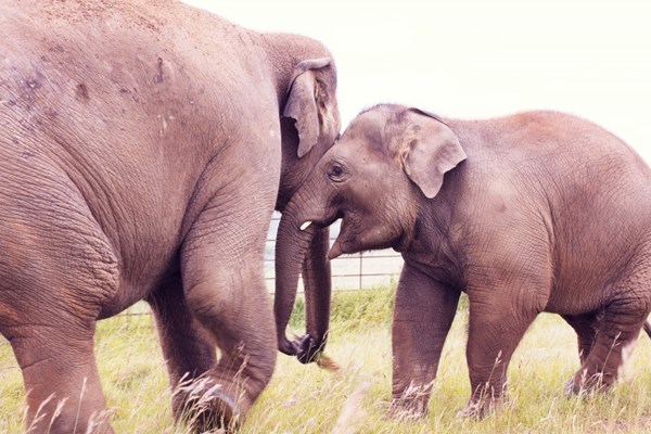 Picture of Entry to ZSL Whipsnade Zoo for One Adult and One Child