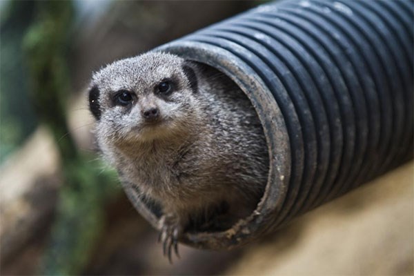 Picture of Meet the Meerkats and Afternoon Tea for Two at Kirkley Hall Zoo