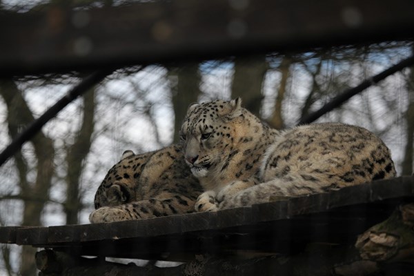 Image of Meet the Carnivores for Two with Lunch at Lakeland Wildlife Oasis