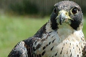 Picture of Birds of Prey Experience in Fife